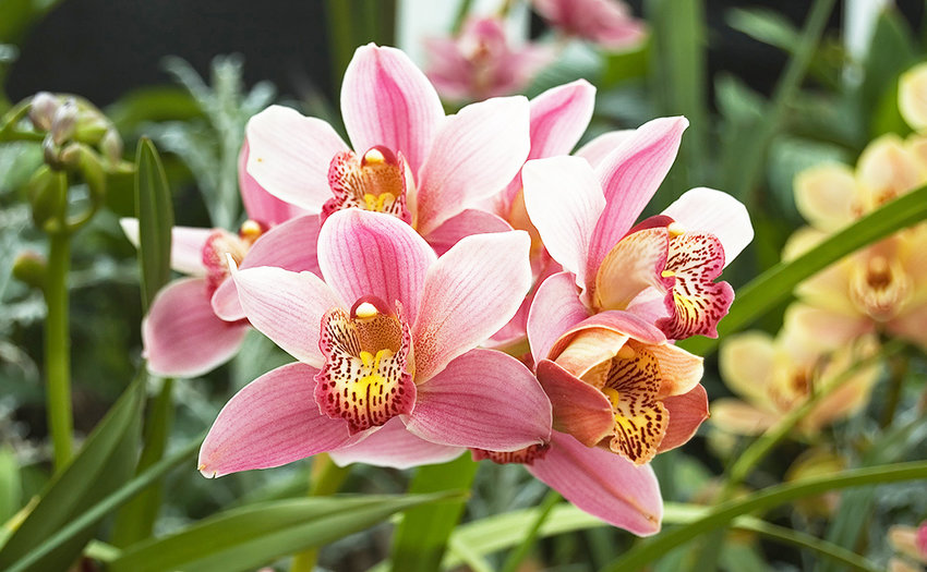 Orchidacea Cymbidium