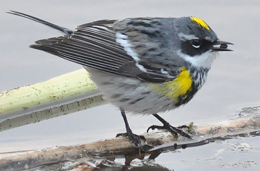 The Yellow-rumped Warbler.