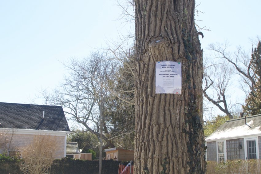 One of the catalpa trees developer Jeff Kaschuluk has asked to remove from a York Street property.