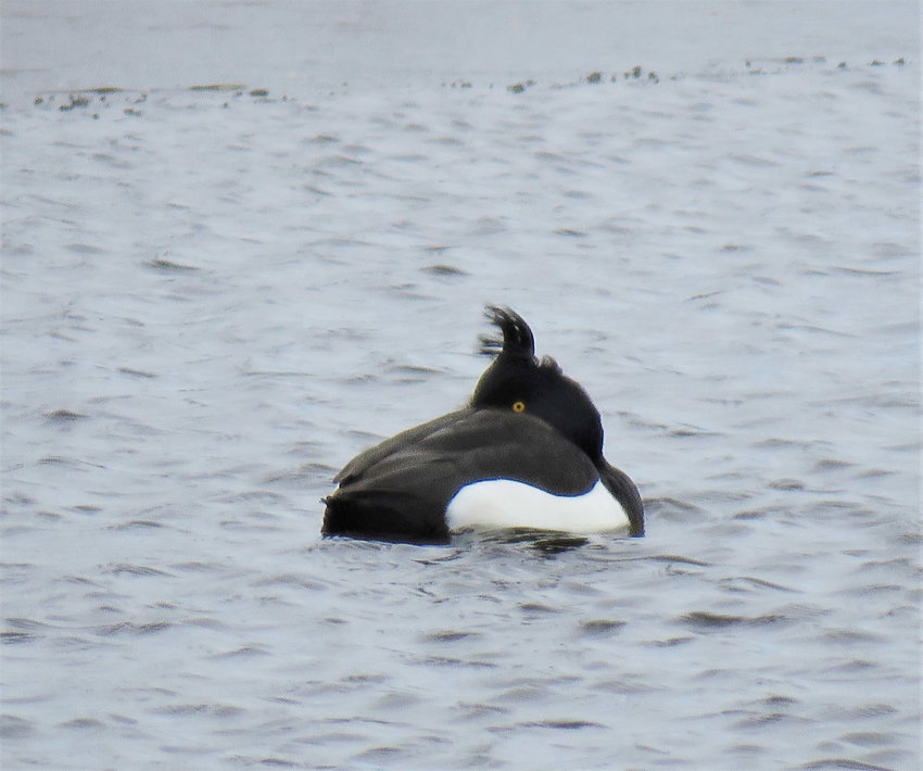 A male Tufted Duck with a well-grown &ldquo;pony-tail&rdquo; of a head-tuft continued to be seen near Massasoit Bridge. It delighted members of the Sunday Bird Club who had not caught up with it earlier this year.