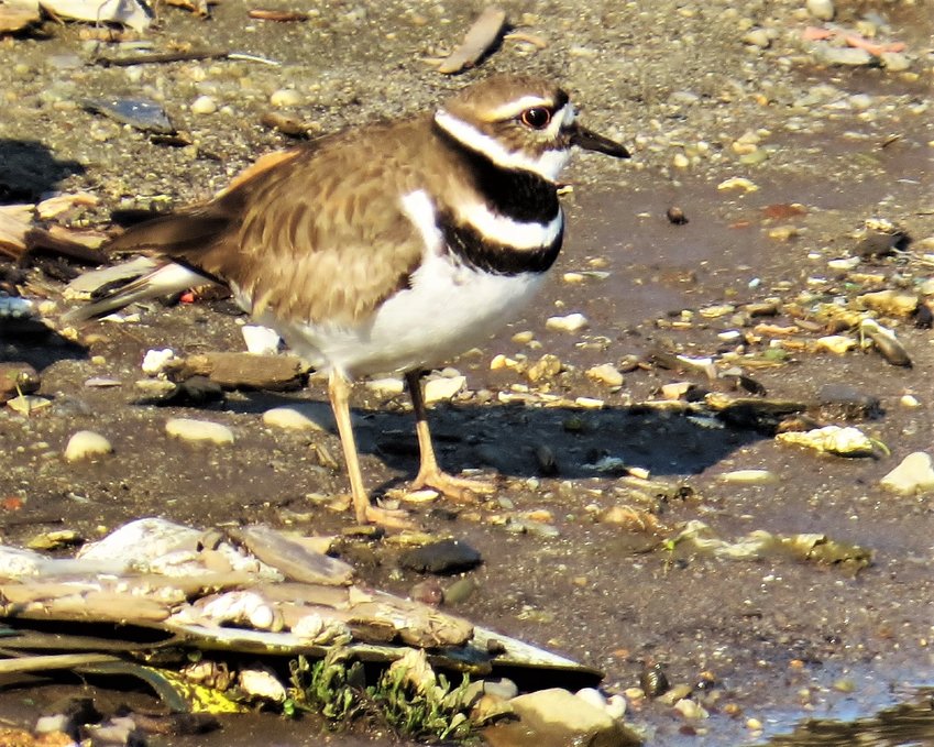 A Killdeer like this one was a welcome sight in the Bartlett&rsquo;s Farm area March 1.