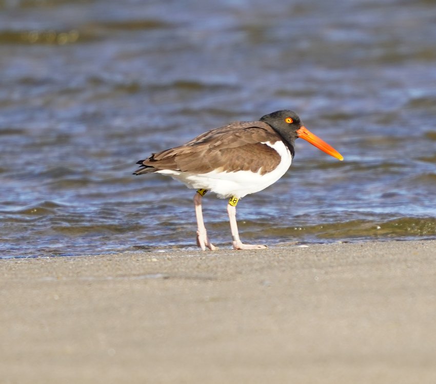 American Oystercatchers ushered in spring this week. This one appeared at The University of Massachusetts field station Monday.