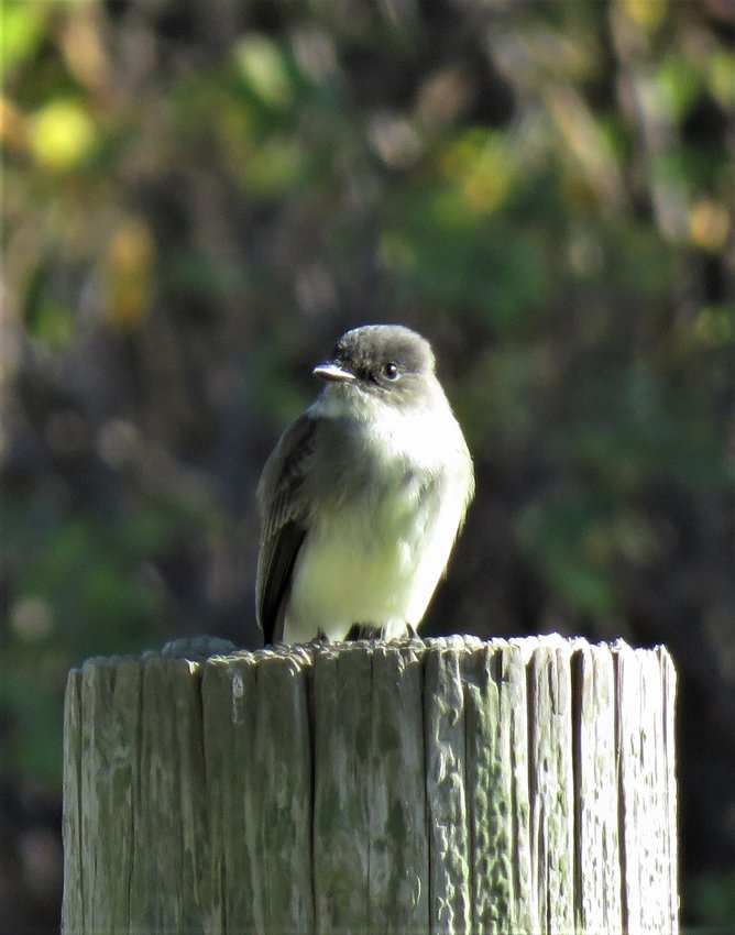 Eastern Phoebes like this one have arrived on island this week.