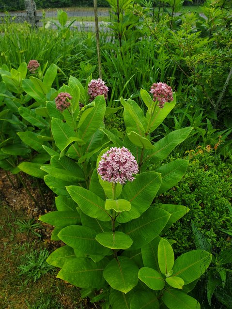 Common milkweed is a native Nantucket flowering plant that will attract pollinators to the garden.