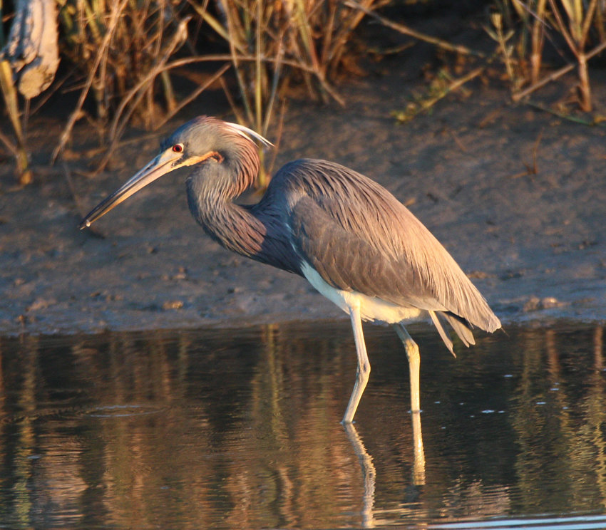 A Tricolored Heron like this one delighted birders at Great Point this week.