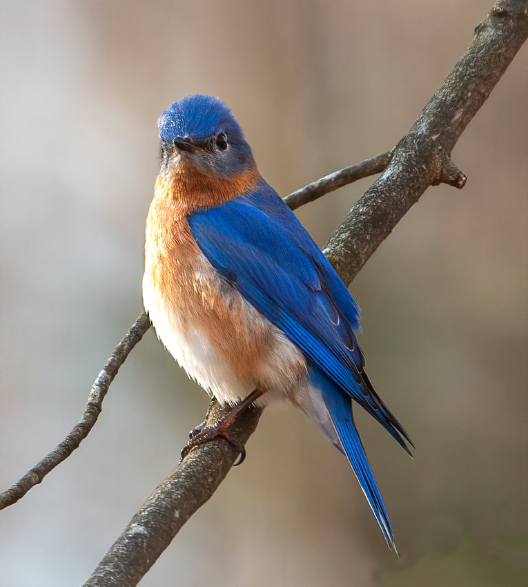 A pair of Eastern Bluebirds like this one was spotted on Barrett Farm Road Friday.