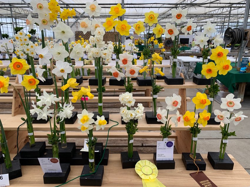 Winning entries in the 2022 Nantucket Daffodil Flower Show.