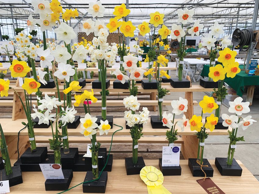 A handful of the 1,097 entries in the 2022 Nantucket Daffodil Flower Show held Saturday and Sunday at Bartlett&rsquo;s Ocean View Farm.