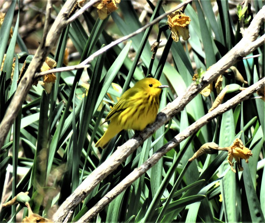 Yellow Warblers delighted birders on Sunday.
