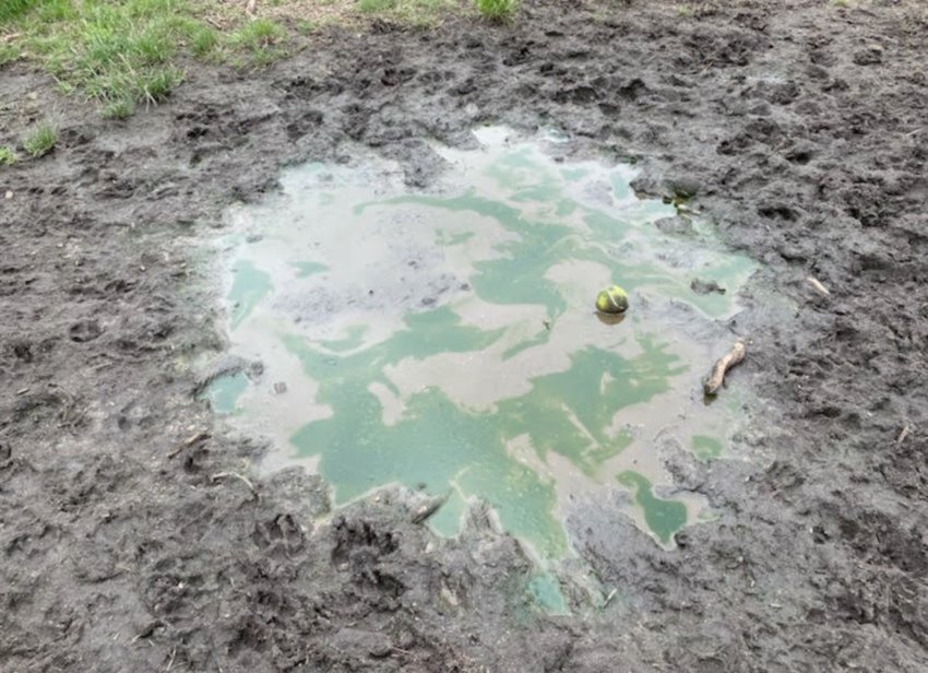 This greenish puddle containing an algae bloom appeared at the Land Bank dog park off Miacomet Road this week.