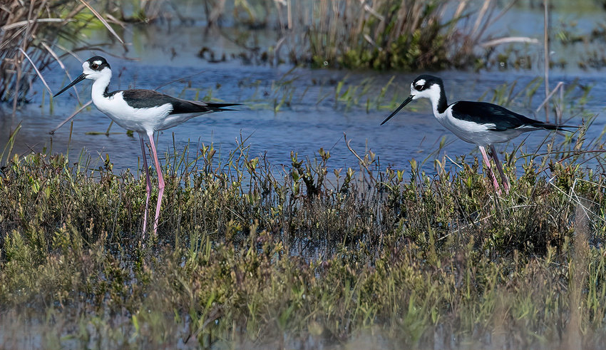 These two Black necked Stilts were a Bird-a-thon highlight this weekend.