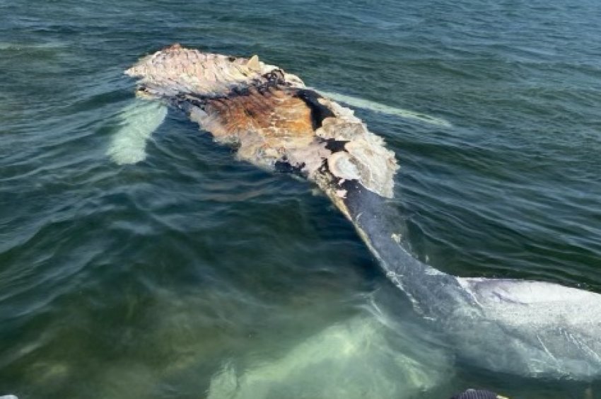 This long-dead and decomposed humpback whale was found floating in Madaket Harbor Tuesday morning.
