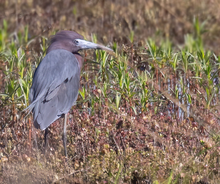 This Little Blue Heron was spotted at the Milestone Cranberry Bog Sunday.