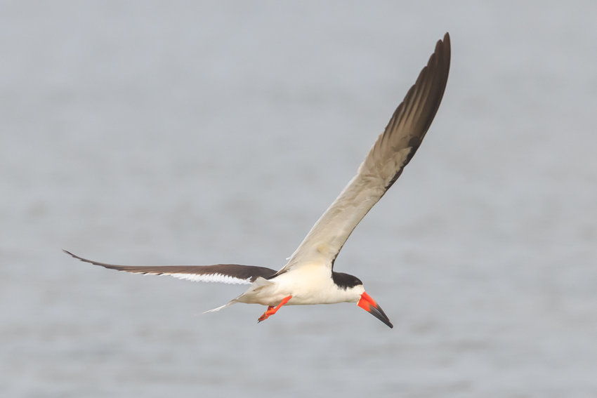 Black Skimmers are identified by their colorful beaks and oversized lower mandibles.