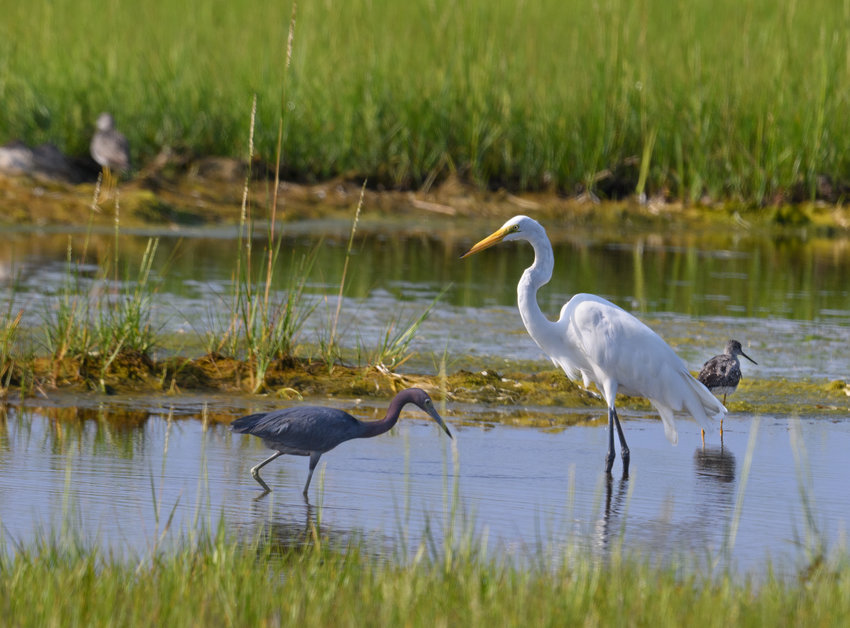 An adult Little Blue Heron (left) waits to strike a fish while a Great Egret looks on.