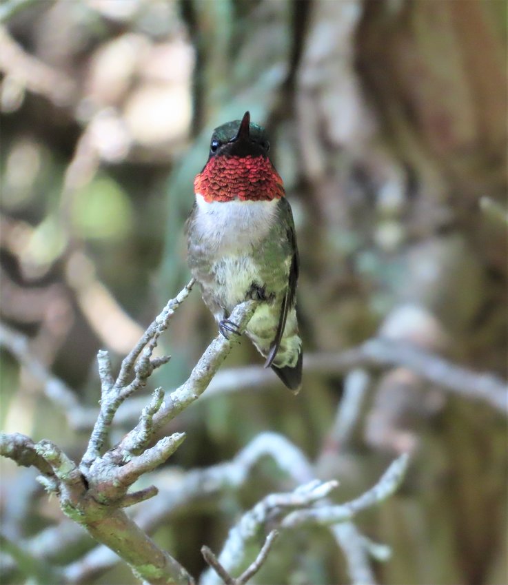 Ruby-throated Hummingbirds are on the move as they head south, some even making the long haul across the Gulf of Mexico.