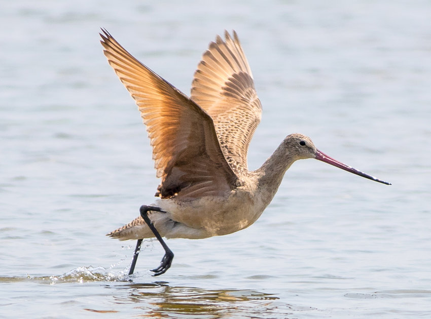 Two Marbled Godwits like this one delighted observers at Smith's Point on Friday.