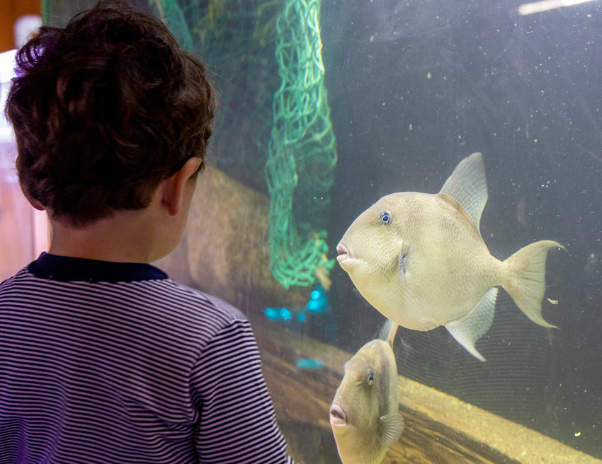 The Maria Mitchell Association is moving its waterfront aquarium across Washington Street.