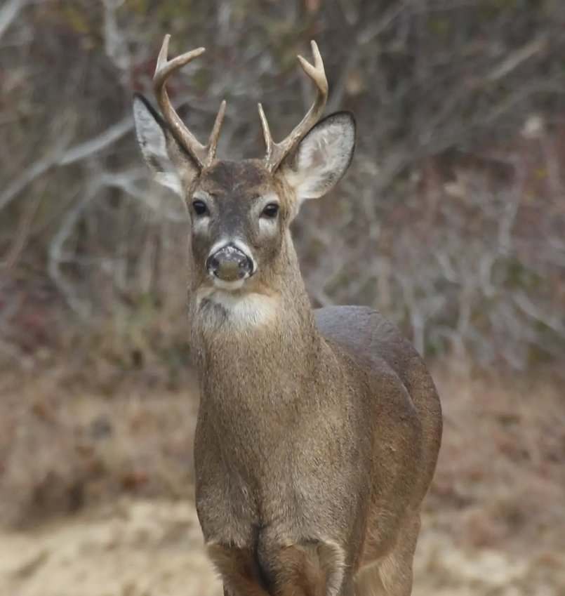 Archery deer-hunting season on Nantucket opens Monday and runs through Nov. 26.