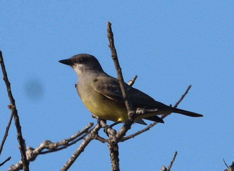 This Cassin's Kingbird was seen on Tuckernuck Oct. 7.