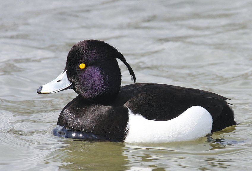 This Tufted Duck has a more developed &ldquo;tuft,&rdquo; the feathery ponytail at the back of the head, than one seen Monday in Long Pond.