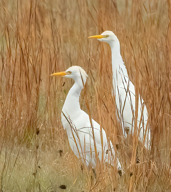 Two Cattle Egrets arrived this week, entertaining birders near Bartlett's Farm.