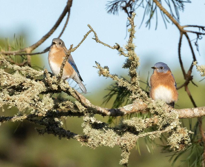 Eastern Bluebirds breezed in and delighted observers last weekend.