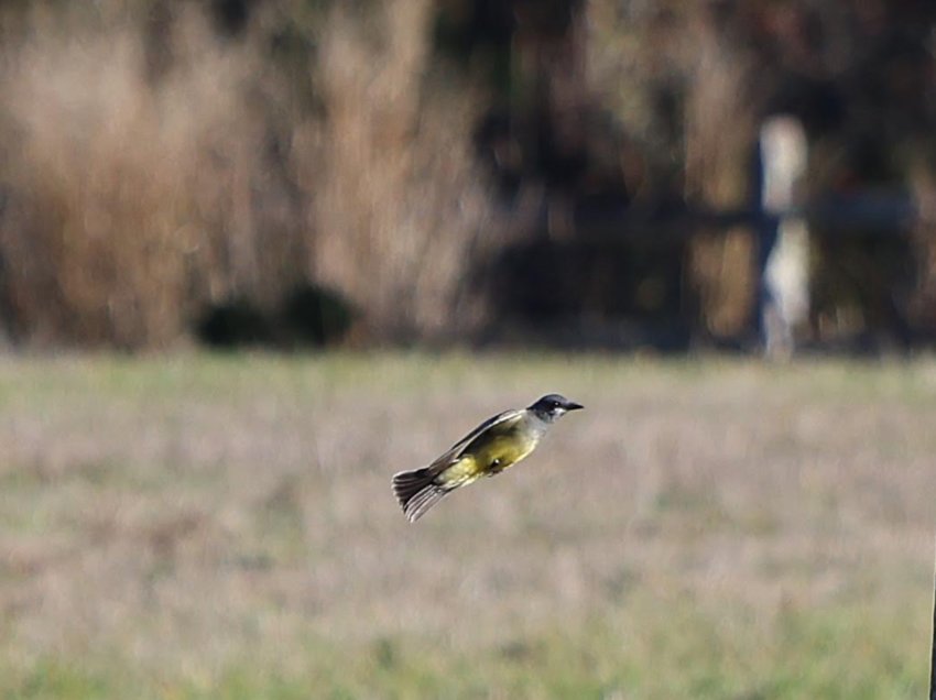 Another Cassin&rsquo;s Kingbird, a western species, appeared on Nantucket this week, making a second county record.