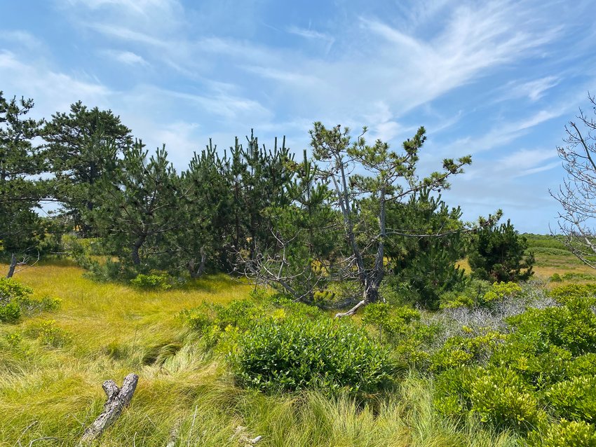 The Linda Loring Nature Foundation has received a $75,000  state grant to remove invasive Japanese black pine from its Eel Point Road property.