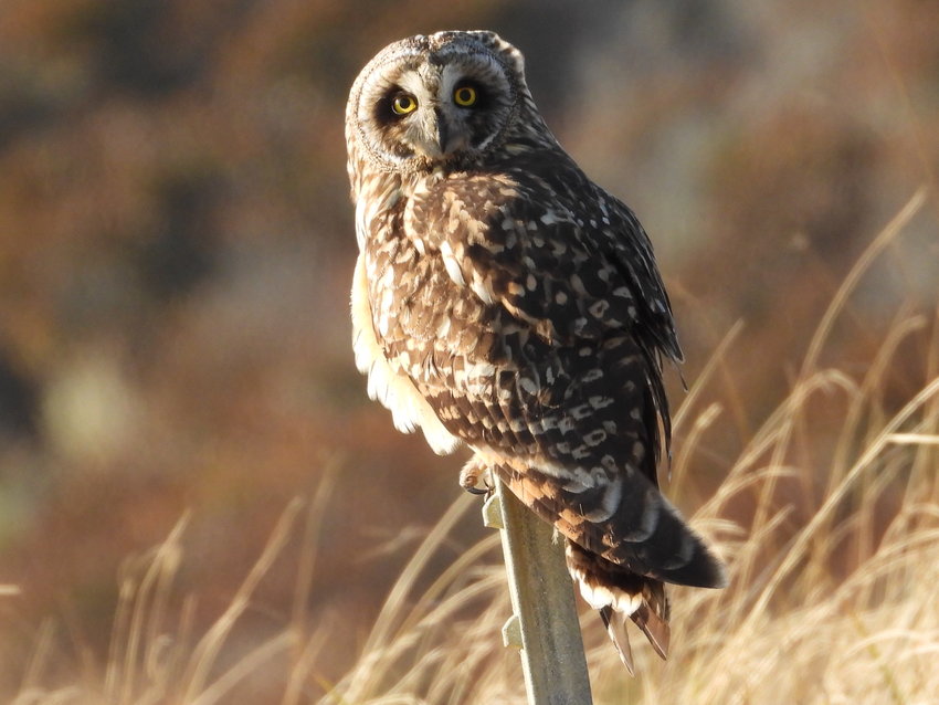 This Short-eared Owl, the first this year, was seen at Great Point Nov. 23.
