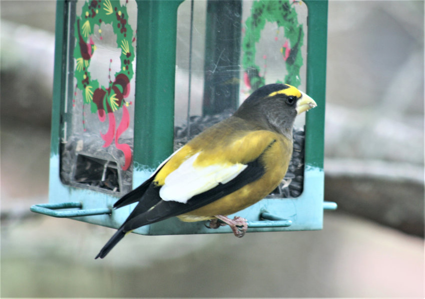 An Evening Grosbeak like this one made a brief appearance at Bartlett&rsquo;s Farm Sunday.