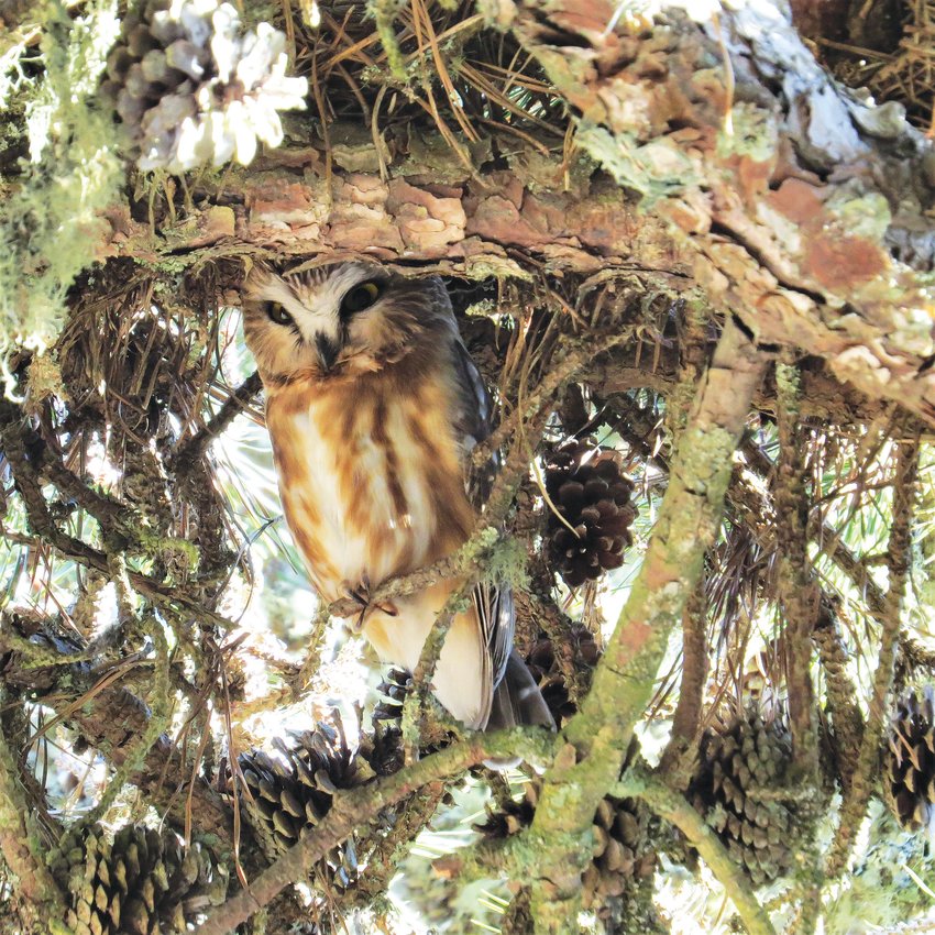 Saw-whet Owls like this one are being heard regularly this winter.
