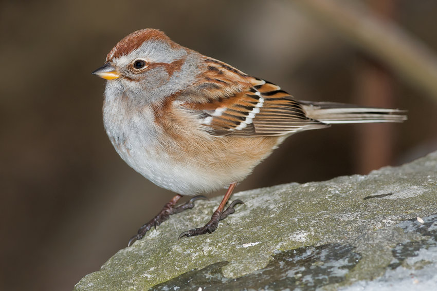 An American Tree Sparrow like this one was spotted in Miacomet Christmas day.