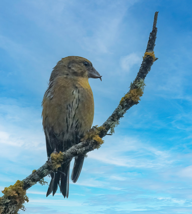 This female Red Crossbill doesn't have a deformed beak. It's a cone opener.
