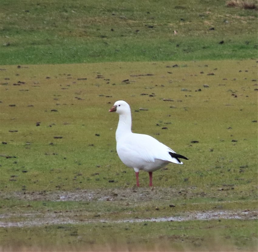 This Ross's Goose was seen on Monday, likely a re-find of one discovered earlier.
