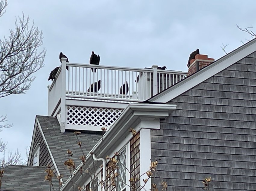Turkey Vultures perch atop a roofwalk on a downtown house last weekend.