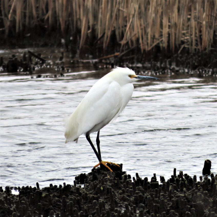 This Snowy Egret was seen with two others Friday in Madaket.