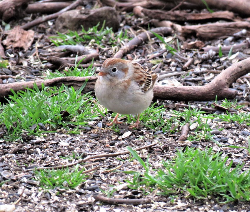 A Field Sparrow like this one was an encouraging find this week.