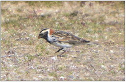 At least two Lapland Longspurs in breeding plumage delighted observers this week.