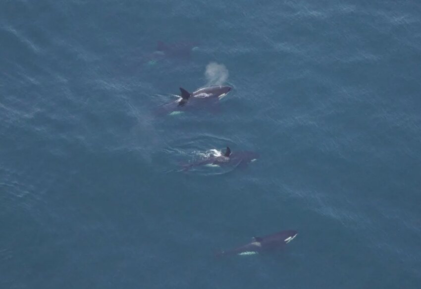 A pod of four orcas, more commonly known as killer whales, was spotted swimming south of Nantucket Sunday.