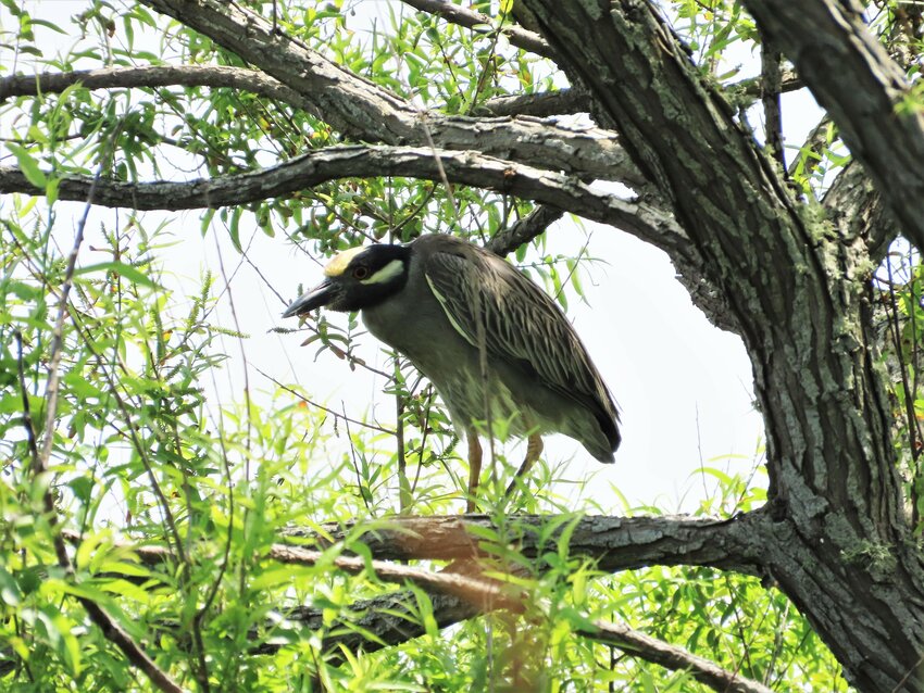 This Yellow-crowned Night-Heron, one of two, delighted observers this week.