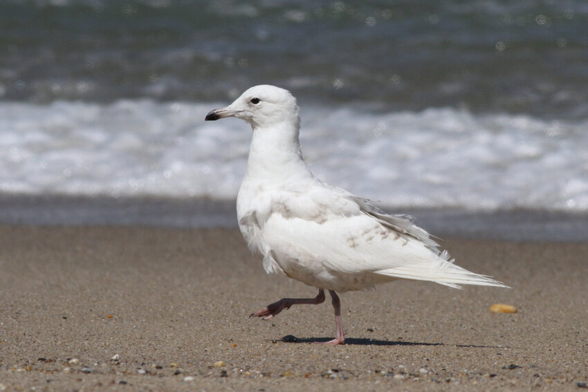 An Iceland Gull like this one has been seen on the outer beach on the way to Great Point this year.