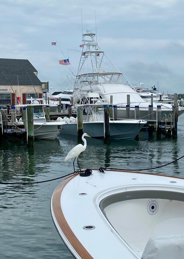 A Great Egret scanning for a meal in the Nantucket Boat Basin this week.