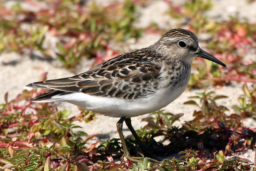 Least Sandpipers like this one are here feeding up for a long trip.