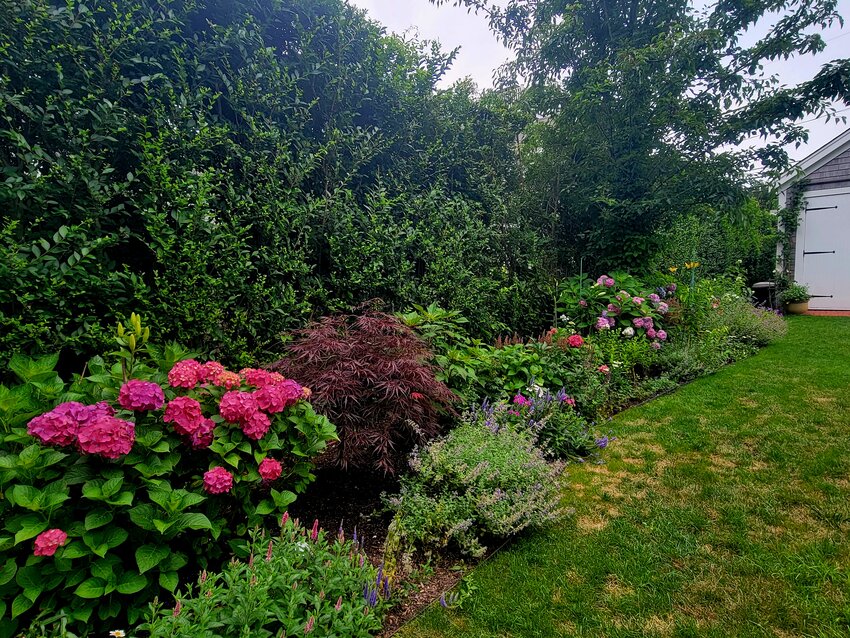 A colorful perennial and shrub border brightens up this in-town property on Orange Street.