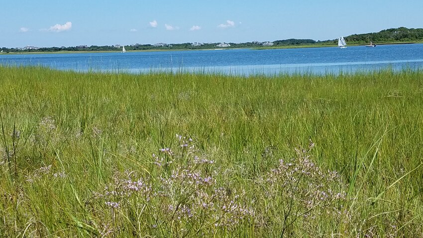 The short and sweet half-mile Masquetuck walking trail offers pristine views of saltmarsh and West Polpis Harbor.