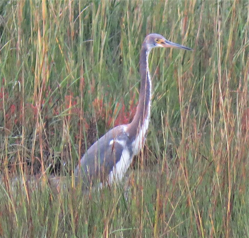 Two immature Tricolored Herons, similar to this one but with more reddish-brown plumage, were seen at The Creeks on Friday.