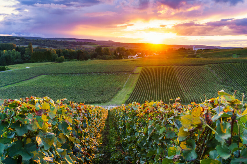 A vineyard in Reims, France, one of the two main cities in Marne, where the country&rsquo;s Champagne is produced.