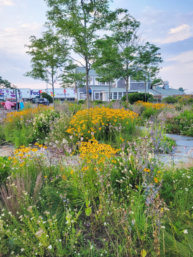 Native black-eyed Susans and sea lavender mixed with other plants in the Land Bank&rsquo;s Easy Street park overlooking Nantucket Harbor.