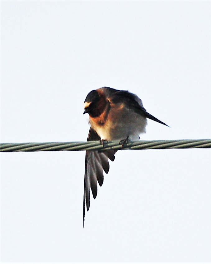 Nine Cliff Swallows like these were spotted at Great Point on Saturday.